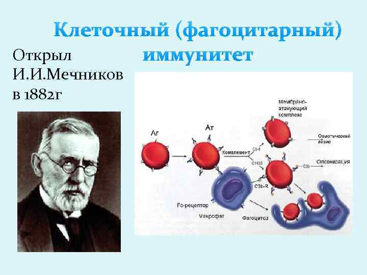 Клеточный (фагоцитарный) Открыл иммунитет И. И. Мечников в 1882 г 