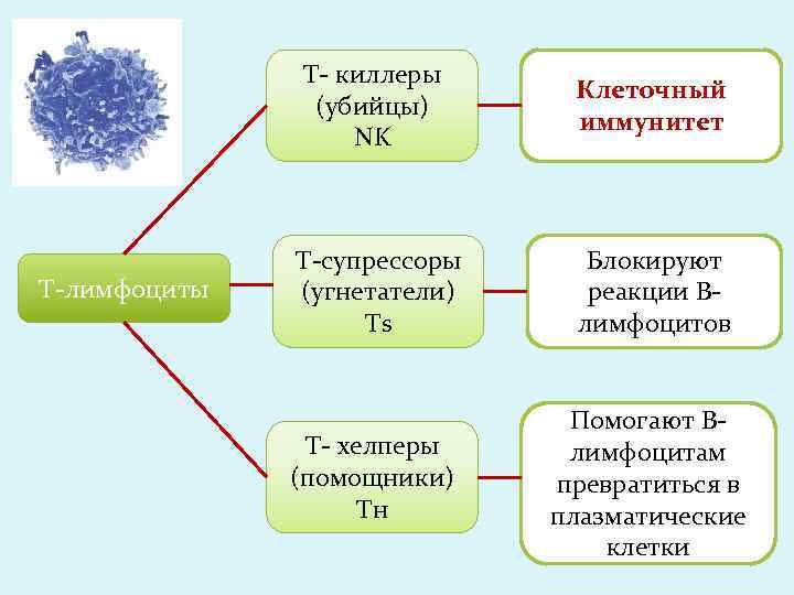 Т- киллеры (убийцы) NK Т-лимфоциты Клеточный иммунитет Т-супрессоры (угнетатели) Тs Блокируют реакции Влимфоцитов Т-