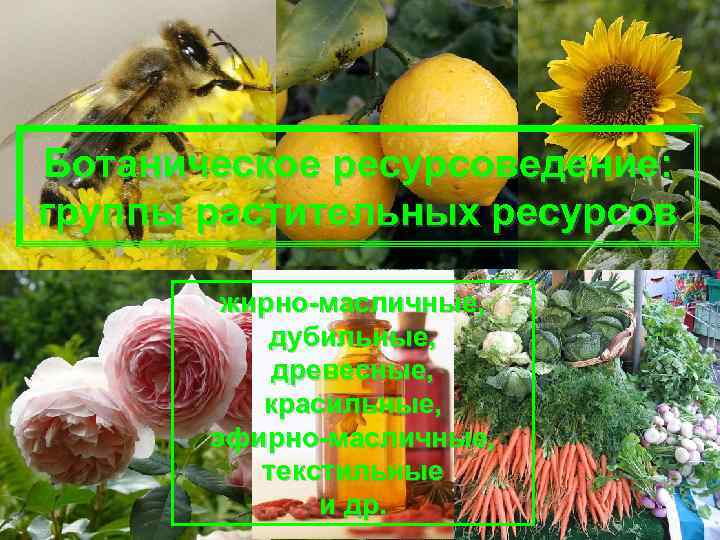 Ботаническое ресурсоведение: группы растительных ресурсов жирно-масличные, дубильные, древесные, красильные, эфирно-масличные, текстильные и др. 