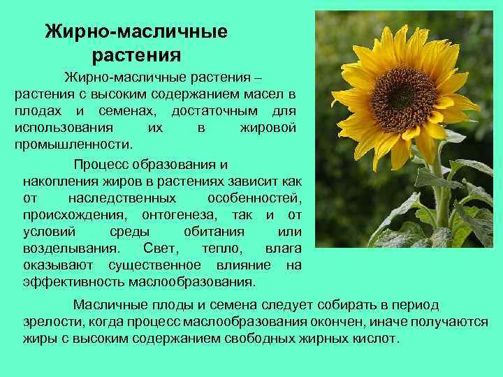 Жирно-масличные растения – растения с высоким содержанием масел в плодах и семенах, достаточным для