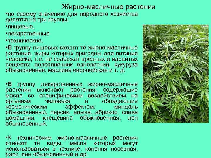 Жирно-масличные растения • по своему значению для народного хозяйства делятся на три группы: •