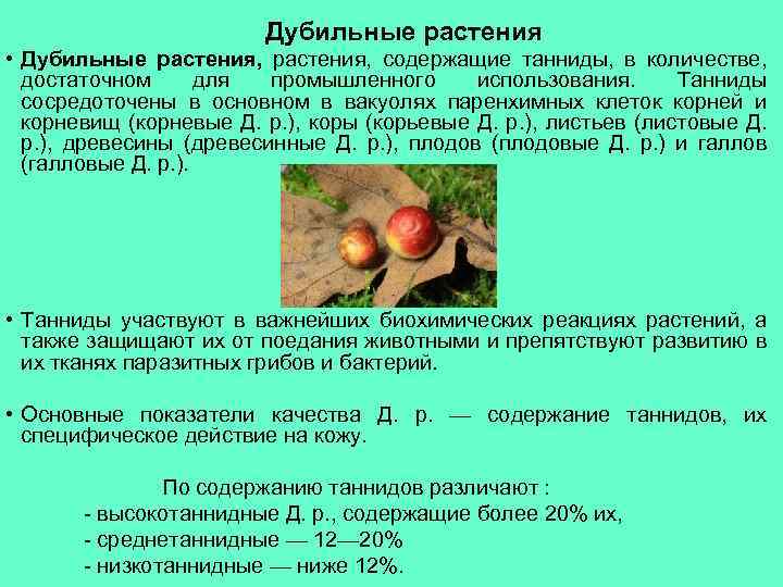 Дубильные растения • Дубильные растения, содержащие танниды, в количестве, достаточном для промышленного использования. Танниды