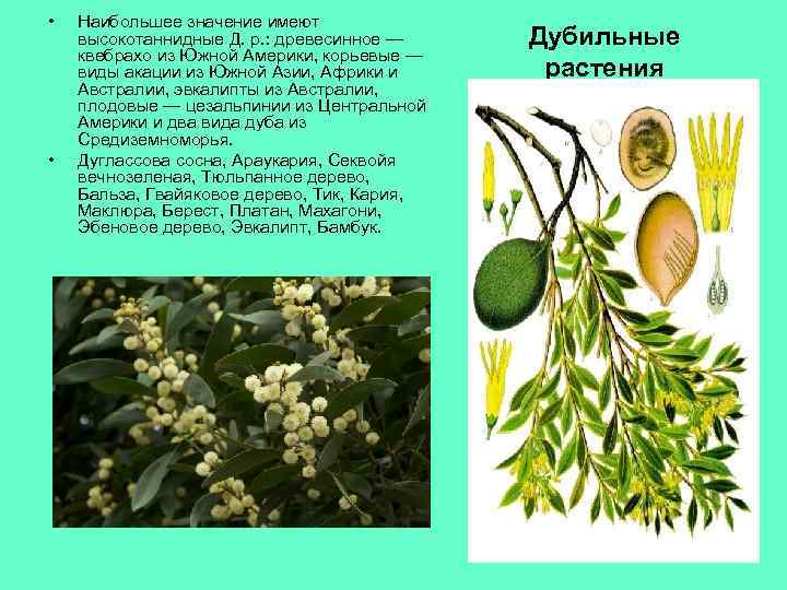  • • Наибольшее значение имеют высокотаннидные Д. р. : древесинное — квебрахо из