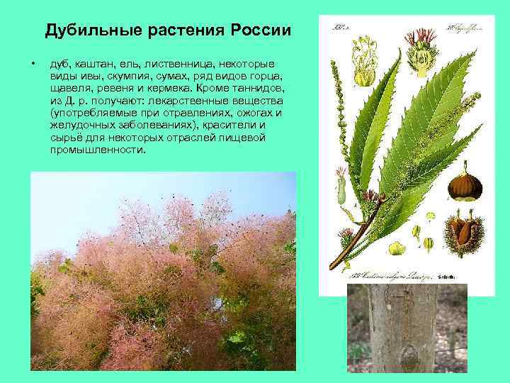 Дубильные растения России • дуб, каштан, ель, лиственница, некоторые виды ивы, скумпия, сумах, ряд