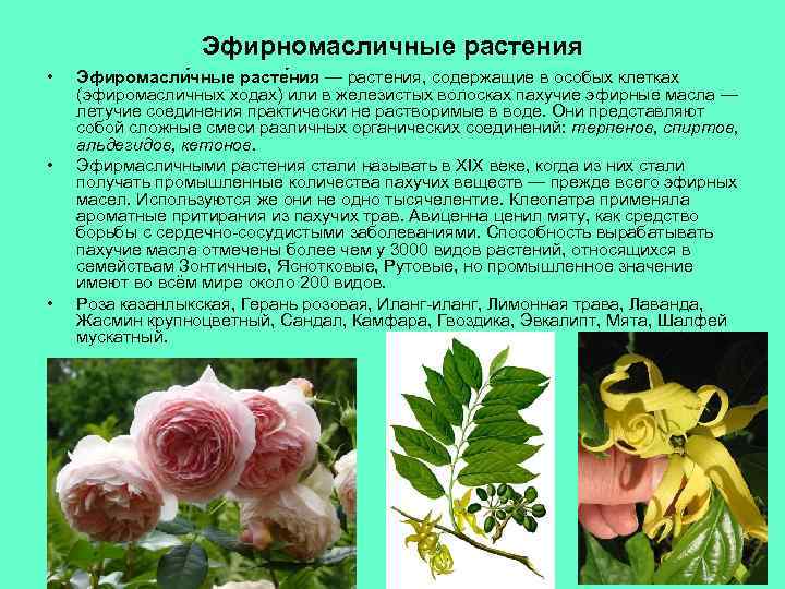 Эфирномасличные растения • • • Эфиромасли чные расте ния — растения, содержащие в особых