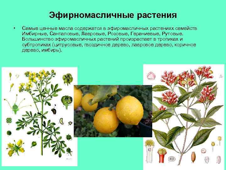 Эфирномасличные растения • Самые ценные масла содержатся в эфиромасличных растениях семейств Имбирные, Санталовые, Лавровые,