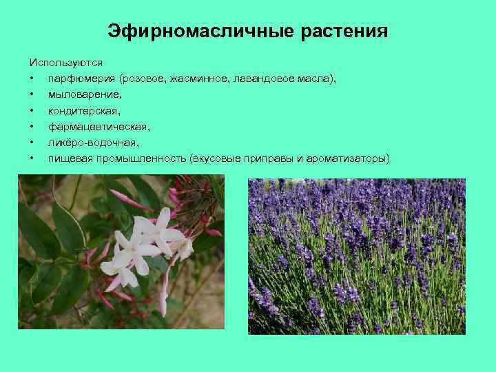 Эфирномасличные растения Используются • парфюмерия (розовое, жасминное, лавандовое масла), • мыловарение, • кондитерская, •