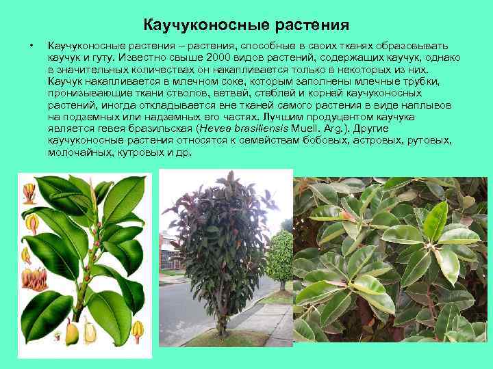 Каучуконосные растения • Каучуконосные растения – растения, способные в своих тканях образовывать каучук и