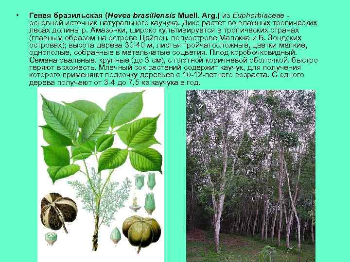  • Гевея бразильская (Hevea brasiliensis Muell. Arg. ) из Euphorbiaceae - основной источник