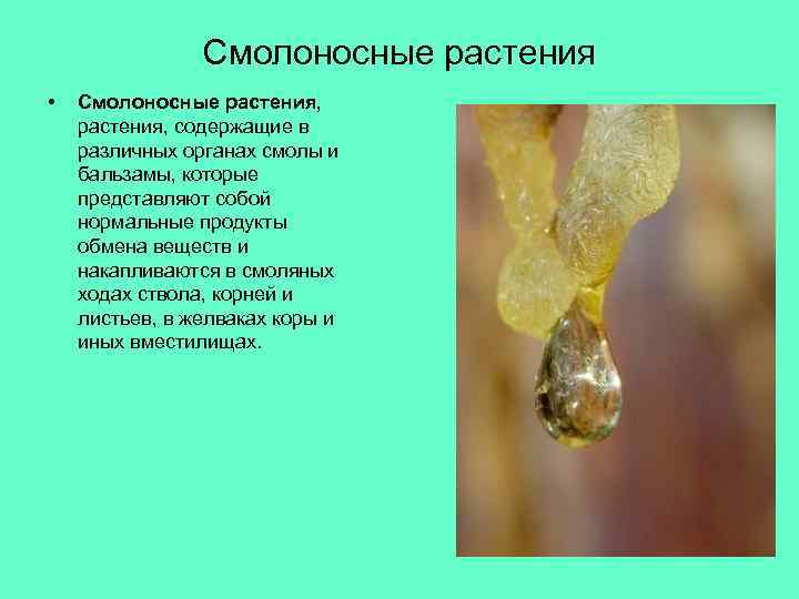 Смолоносные растения • Смолоносные растения, содержащие в различных органах смолы и бальзамы, которые представляют