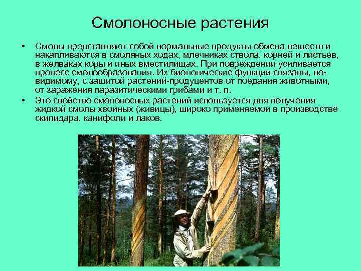 Смолоносные растения • • Смолы представляют собой нормальные продукты обмена веществ и накапливаются в
