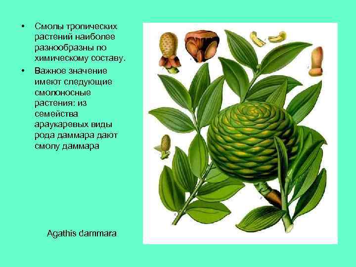  • • Смолы тропических растений наиболее разнообразны по химическому составу. Важное значение имеют