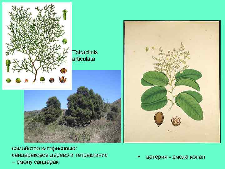 Tetraclinis articulata семейство кипарисовые: сандараковое дерево и тетраклинис – смолу сандарак • ватерия -