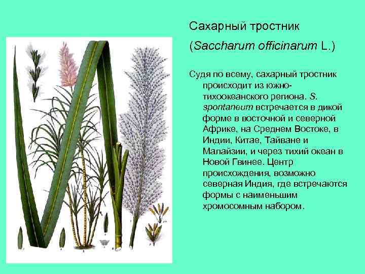 Сахарный тростник (Saccharum officinarum L. ) Судя по всему, сахарный тростник происходит из южнотихоокеанского