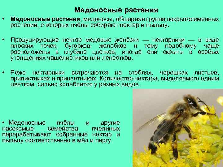  Медоносные растения • Медоносные растения, медоносы, обширная группа покрытосеменных растений, с которых пчёлы