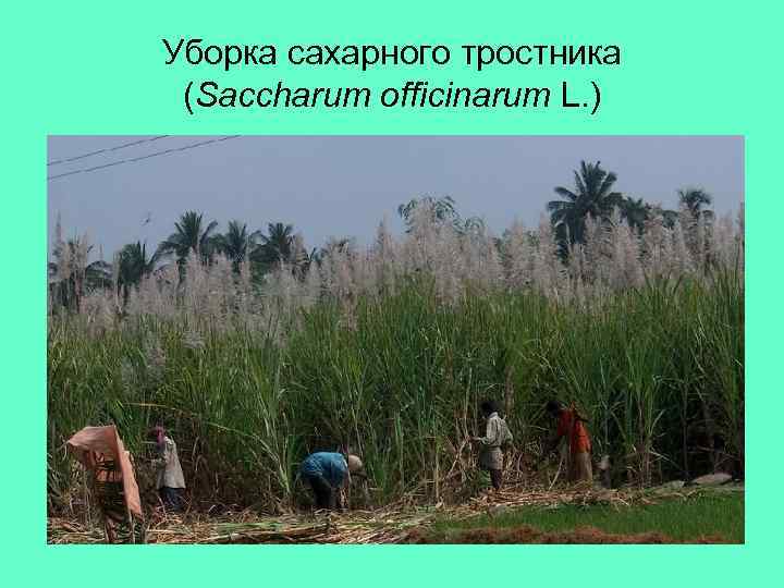 Уборка сахарного тростника (Saccharum officinarum L. ) 