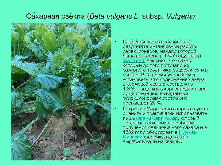 Са харная свёкла (Beta vulgaris L. subsp. Vulgaris) • • Сахарная свёкла появилась в