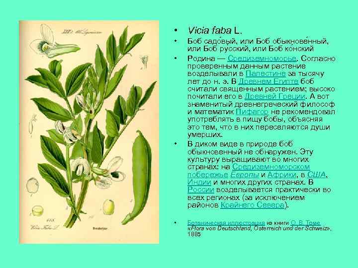  • Vicia faba L. • • Боб садо вый, или Боб обыкнове нный,