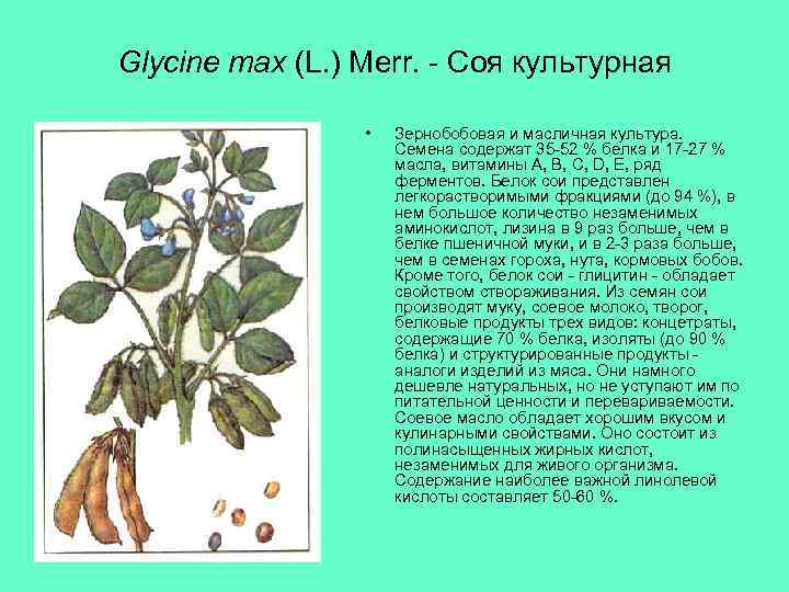 Glycine max (L. ) Merr. - Соя культурная • Зернобобовая и масличная культура. Семена