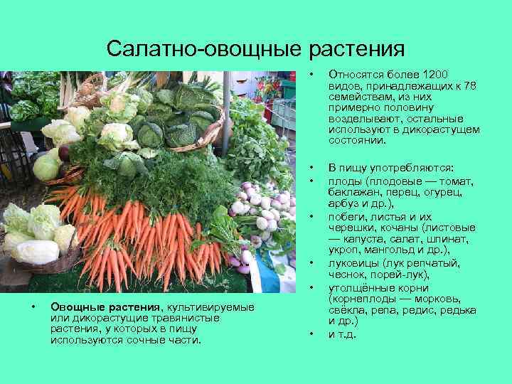 Салатно-овощные растения • Относятся более 1200 видов, принадлежащих к 78 семействам, из них примерно