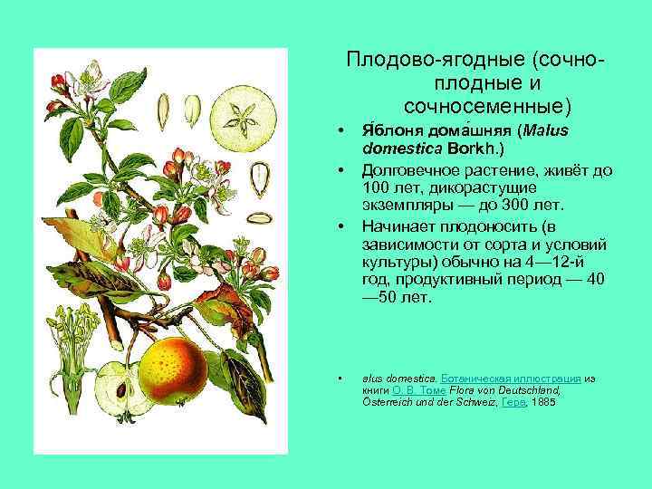 Плодово-ягодные (сочноплодные и сочносеменные) • • Я блоня дома шняя (Malus domestica Borkh. )