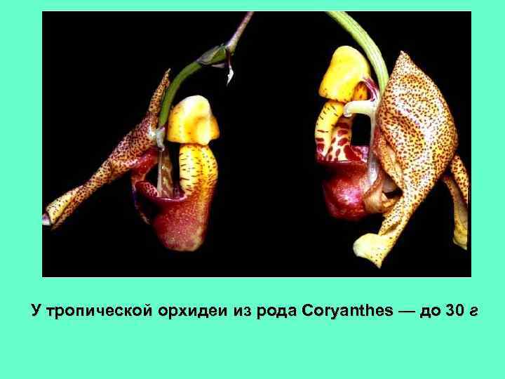 У тропической орхидеи из рода Coryanthes — до 30 г 