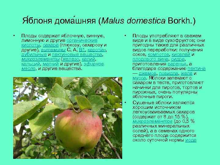 Я блоня дома шняя (Malus domestica Borkh. ) • Плоды содержат яблочную, винную, лимонную