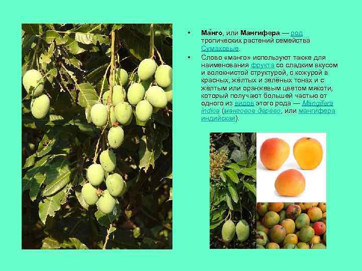  • • Ма нго, или Мангифера — род тропических растений семейства Сумаховые. Слово