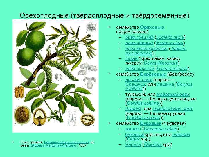 Орехоплодные (твёрдоплодные и твёрдосеменные) • • Орех грецкий. Ботаническая иллюстрация из книги «Köhler’s Medizinal-Pflanzen»