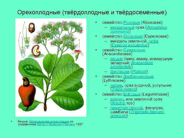 Орехоплодные (твёрдоплодные и твёрдосеменные) • • • Кешью. Ботаническая иллюстрация из справочника Köhler's Medizinal-Pflanzen,