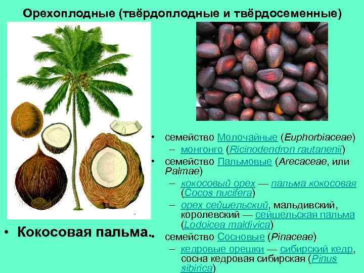 Орехоплодные (твёрдоплодные и твёрдосеменные) • • семейство Молочайные (Euphorbiaceae) – монгонго (Ricinodendron rautanenii) •