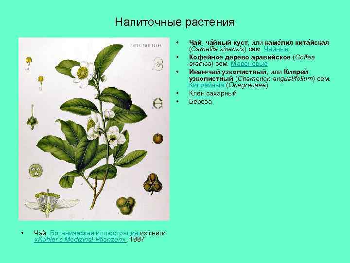 Напиточные растения • • • Чай. Ботаническая иллюстрация из книги «Köhler’s Medizinal-Pflanzen» , 1887