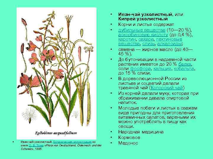  • • • Иван-чай узколистный. Ботаническая иллюстрация из книги О. В. Томе «Flora
