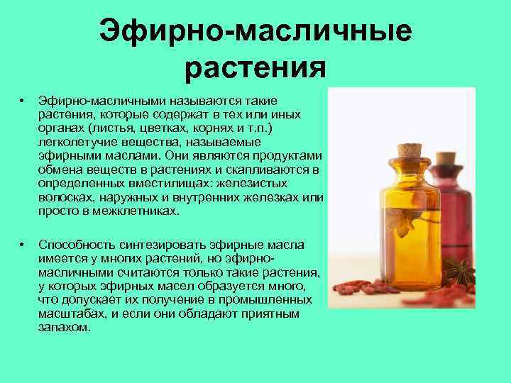 Эфирно-масличные растения • Эфирно-масличными называются такие растения, которые содержат в тех или иных органах