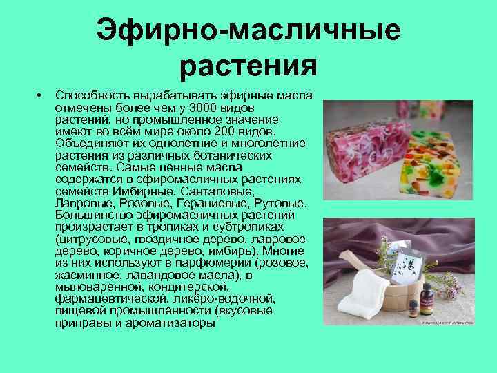 Эфирно-масличные растения • Способность вырабатывать эфирные масла отмечены более чем у 3000 видов растений,