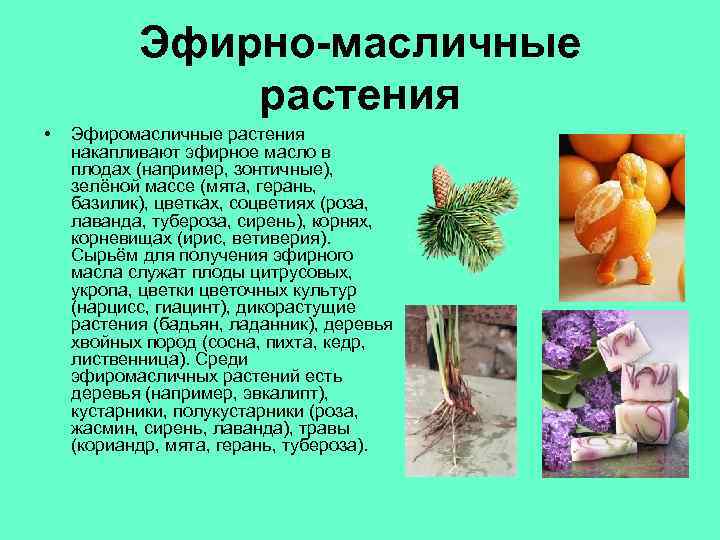 Эфирно-масличные растения • Эфиромасличные растения накапливают эфирное масло в плодах (например, зонтичные), зелёной массе