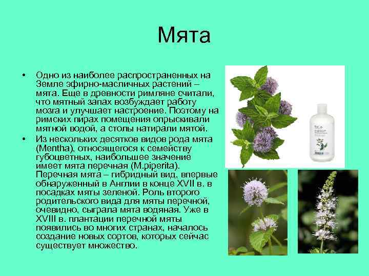 Мята • • Одно из наиболее распространенных на Земле эфирно-масличных растений – мята. Еще
