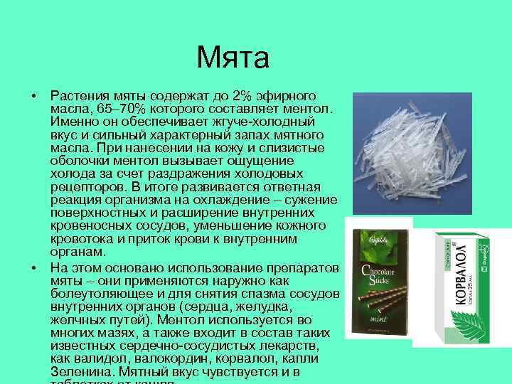 Мята • • Растения мяты содержат до 2% эфирного масла, 65– 70% которого составляет