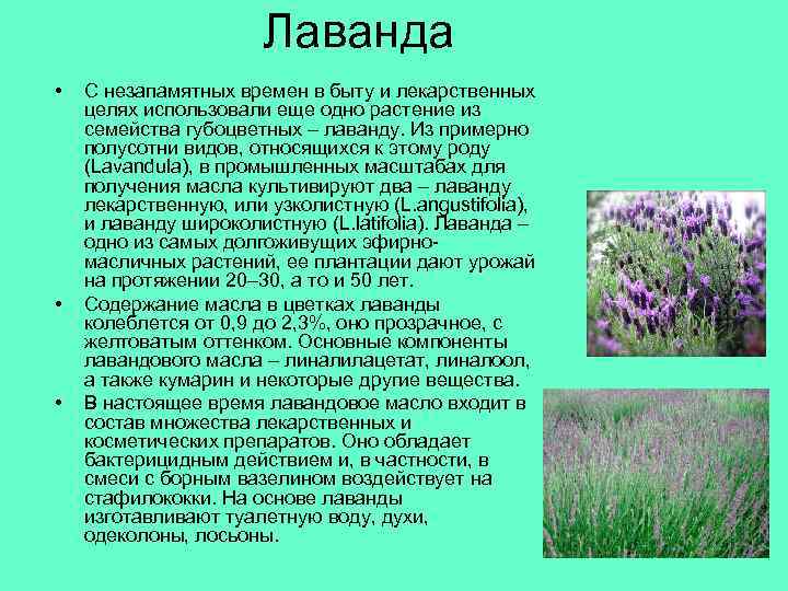 Лаванда • • • С незапамятных времен в быту и лекарственных целях использовали еще