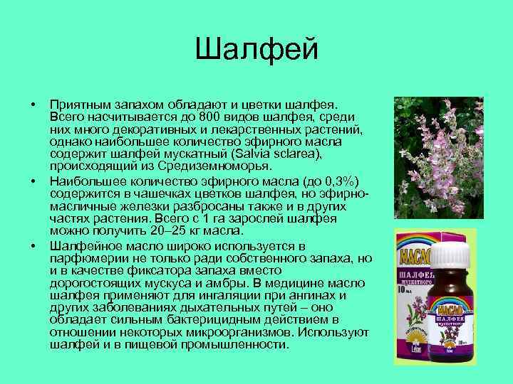 Шалфей • • • Приятным запахом обладают и цветки шалфея. Всего насчитывается до 800