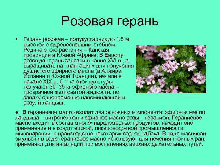 Розовая герань • Герань розовая – полукустарник до 1, 5 м высотой с одревесневшим