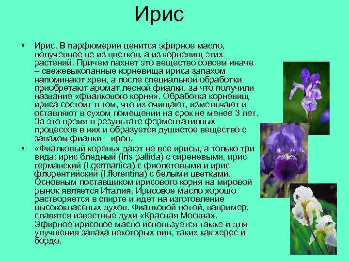 Ирис • • Ирис. В парфюмерии ценится эфирное масло, полученное не из цветков, а