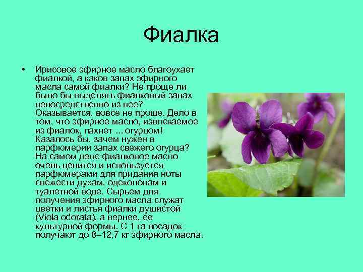 Фиалка • Ирисовое эфирное масло благоухает фиалкой, а каков запах эфирного масла самой фиалки?
