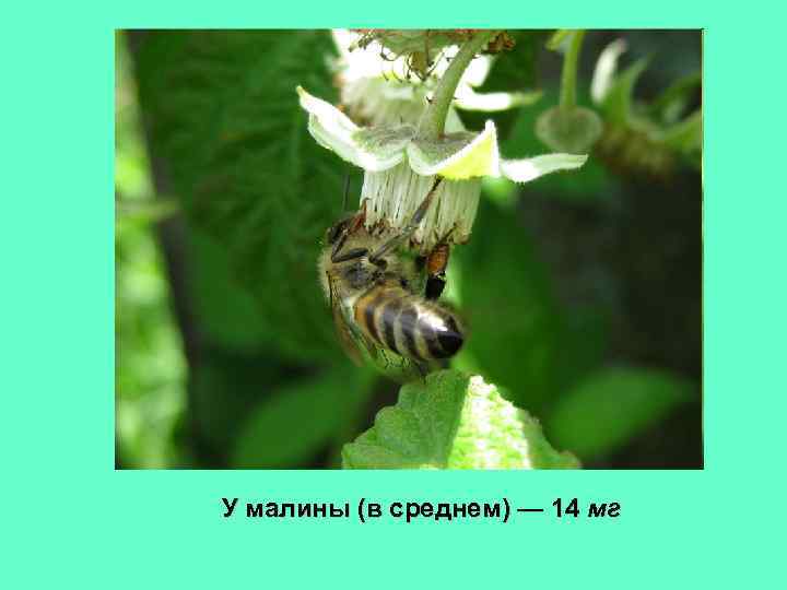 У малины (в среднем) — 14 мг 