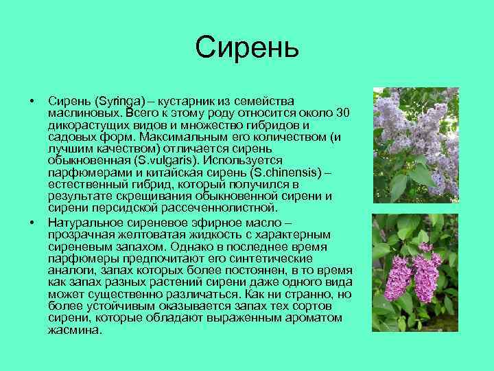 Сирень • • Сирень (Syringa) – кустарник из семейства маслиновых. Всего к этому роду