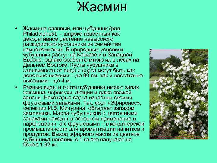 Жасмин • • Жасмина садовый, или чубушник (род Philadelphus), – широко известный как декоративное