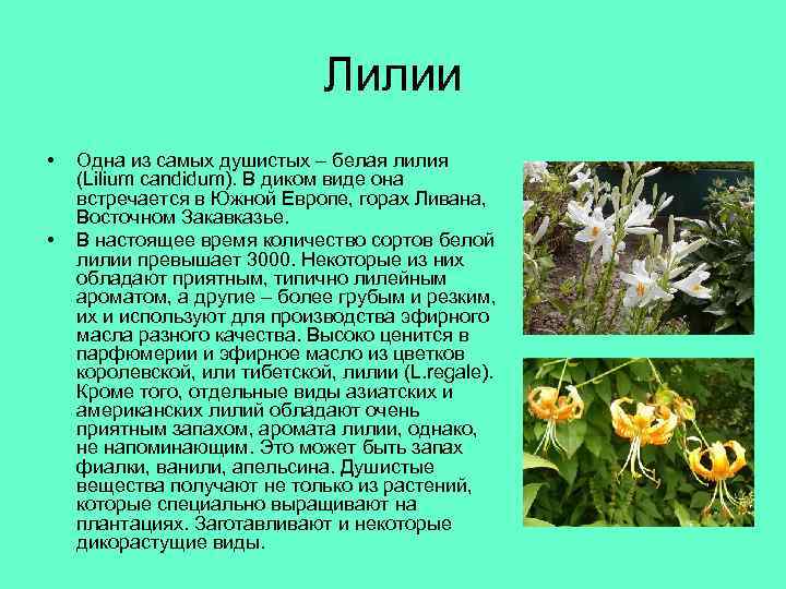 Лилии • • Одна из самых душистых – белая лилия (Lilium candidum). В диком