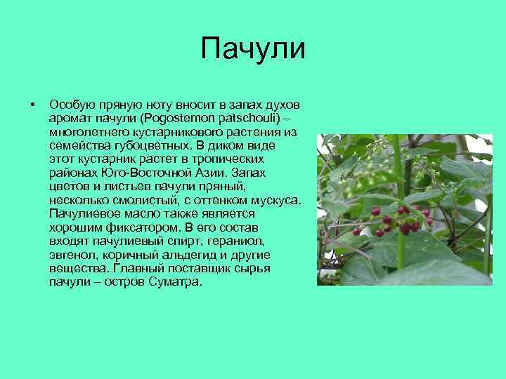 Пачули • Особую пряную ноту вносит в запах духов аромат пачули (Pogostemon patschouli) –