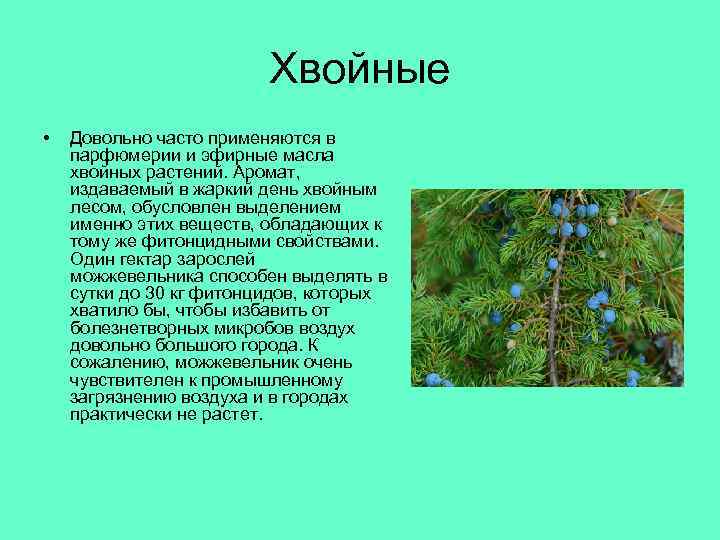 Хвойные • Довольно часто применяются в парфюмерии и эфирные масла хвойных растений. Аромат, издаваемый
