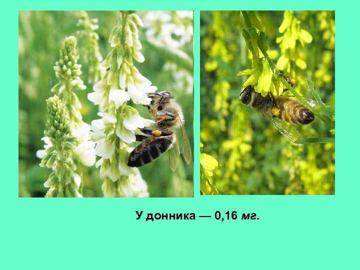 У донника — 0, 16 мг. 